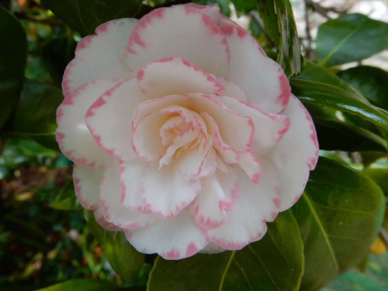 C. japonica 'Margaret Davis' AGM